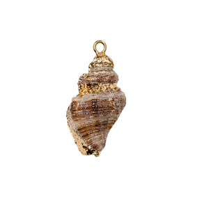 Large Conch Swirl